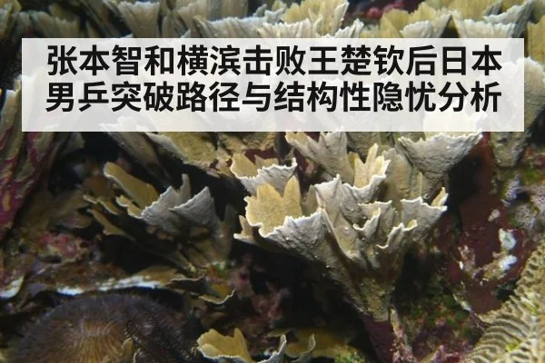 张本智和横滨击败王楚钦后日本男乒突破路径与结构性隐忧分析
